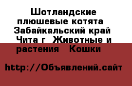 Шотландские плюшевые котята - Забайкальский край, Чита г. Животные и растения » Кошки   